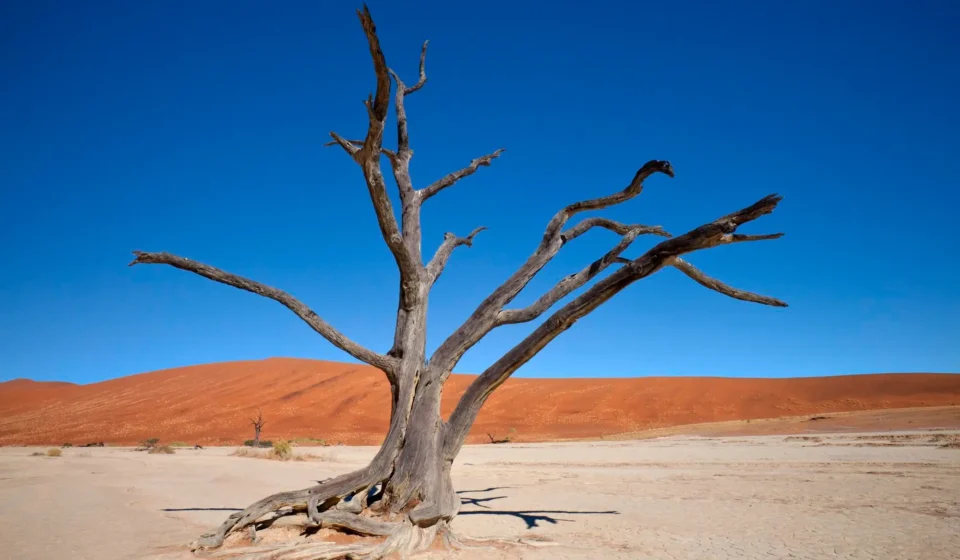Haitians face record hunger as gang violence grips country in throes of economic crisis